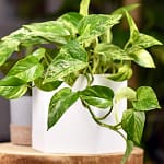 Abre pouco as janelas no inverno? 4 plantas que ajudam a purificar o ar