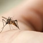 Portugal na área de risco do Chikungunya. O que se sabe sobre este vírus