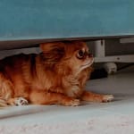 Sismo. O impacto nos animais de estimação e como acalmá-los