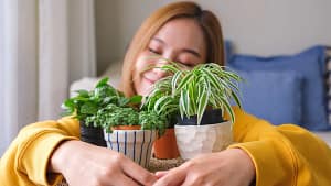 Harmonia e muita sorte! A planta que cada signo deve ter em casa