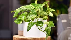 Abre pouco as janelas no inverno? 4 plantas que ajudam a purificar o ar