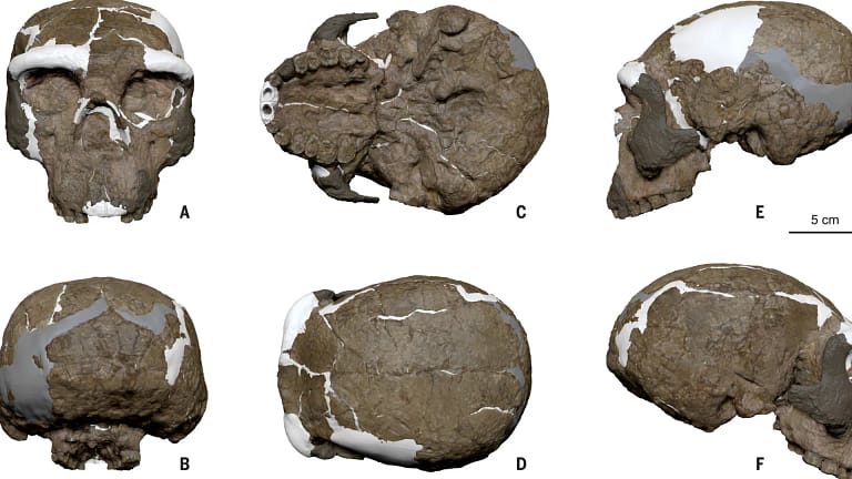 Crânio com um milhão de anos pode alterar linha temporal da evolução humana