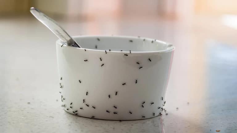 Cientistas seguem receita e provam benefício de formigas vivas no iogurte