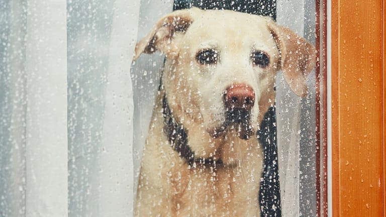 Os animais também têm depressão. Saiba identificar os sinais