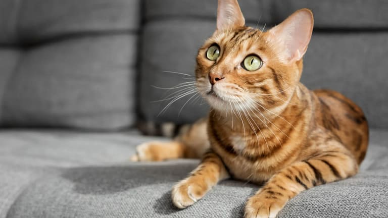 Acha que conhece o seu gato? 4 curiosidades sobre este felino