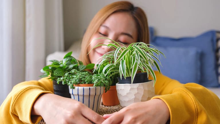 Harmonia e muita sorte! A planta que cada signo deve ter em casa