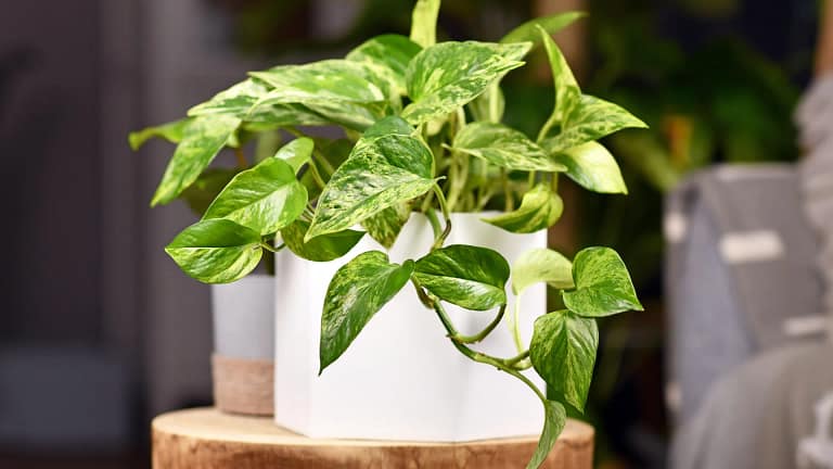 Abre pouco as janelas no inverno? 4 plantas que ajudam a purificar o ar