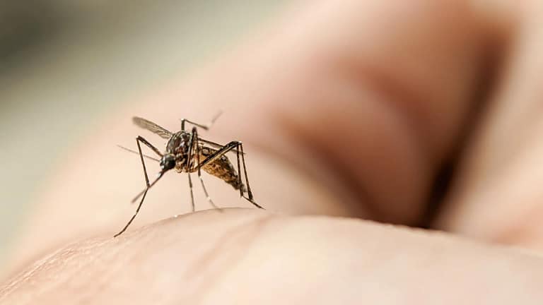 Portugal na área de risco do Chikungunya. O que se sabe sobre este vírus