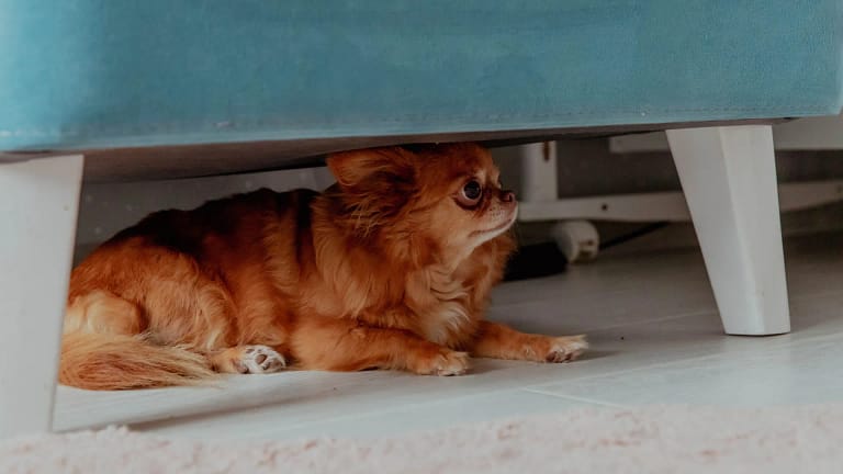 Sismo. O impacto nos animais de estimação e como acalmá-los