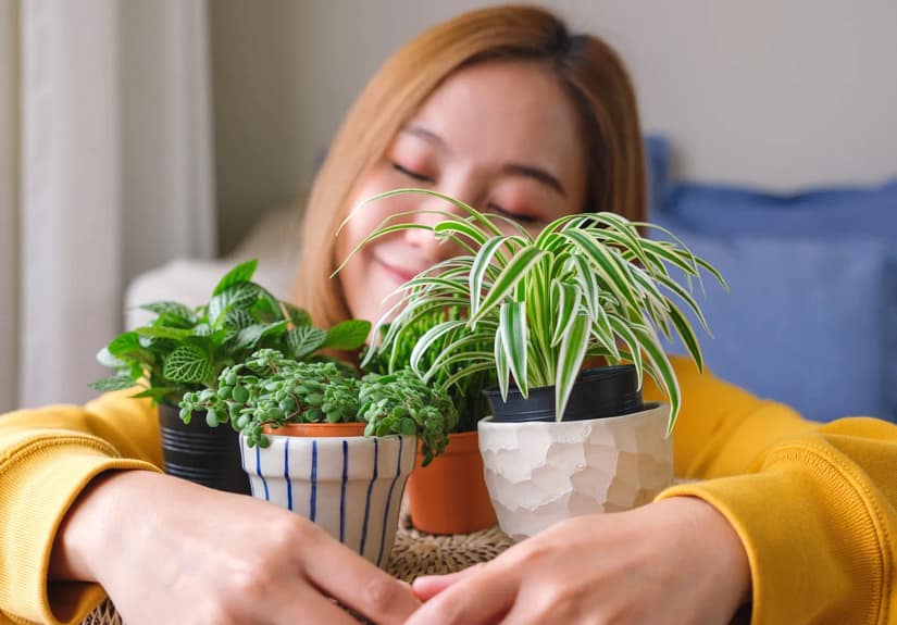 Harmonia e muita sorte! A planta que cada signo deve ter em casa