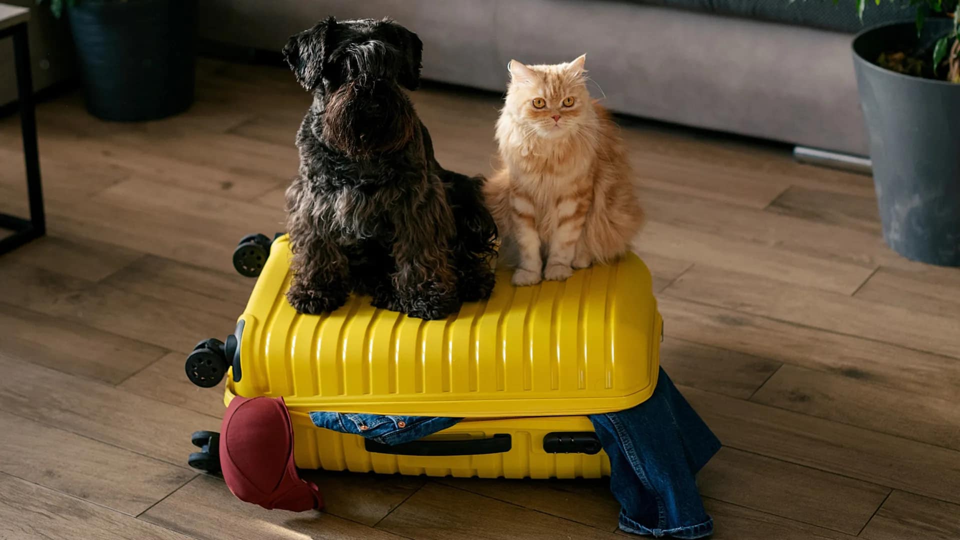 Saiba como incluir o seu animal de estimação nas próximas férias Saiba como incluir o seu animal de estimação nas próximas férias